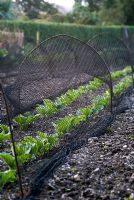 Vicia faba 'Bunyard's Exhibition' - Broad beans growing under net protection