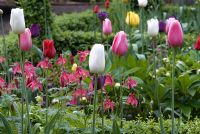 Mixed bed of spring bulbs including Tulipa 'King's Blood', Tulipa 'Maureen', Tulipa 'Mrs John T Scheepers' and Tulipa 'Recreado'