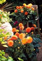 Dahlias in containers on patio