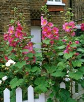 Alcea rosea - Hollyhocks in front garden