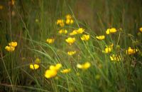 Ranunculus acris - Common meadow buttercup 