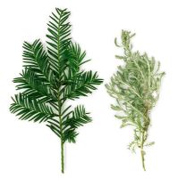 Taxus baccata - Common Yew on left and grey foliage of Santolina - Cotton Lavender on right