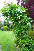Fatsia japonica trained over an arch