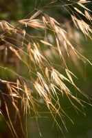 Stipa gigantea in late afternoon light