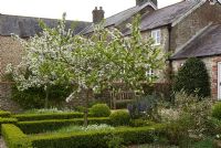 Malus 'Red Sentinel' in blossom in formal box edged beds, with Rosmarinus, wooden seat and Laurus nobilis - Grovestall Farm, Dorset