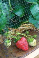 Strawberries growing under netting in raised wooden vegetable bed at RHS Hampton Court Flower Show