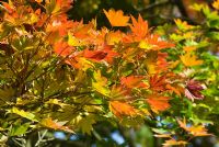 Acer shirasawanum with Autumn foliage