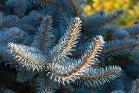 Picea pungens 'Pendula' - Weeping Blue Spruce