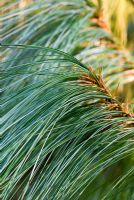 Pinus wallichiana folliage