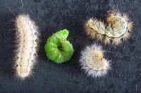 Tiger Moth caterpillars and Cabbage Looper caterpillar on slate surface