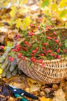 Rose hips from wild roses in wicker basket used for flower arrangement