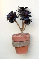 Aeonium plant in wall mounted terracotta pot
