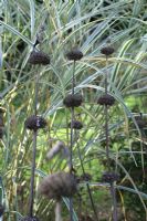 Phlomis fruticosa - Dried seed heads of Jerusalem Sage backed by Miscanthus sinensis 'Cosmopolitan'