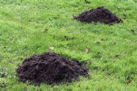 Two fresh molehills on lawn