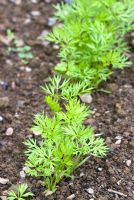 Young seedlings of Carrot 'Autumn King'