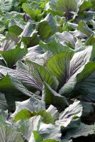 Brassica - Cabbage