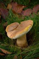 Gyroporus castaneus - Cèpe châtain, Hasenröhrling, Chestnut Bolete - Excellent edible mushroom