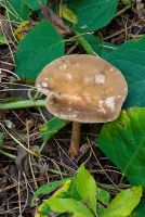 Melanoleuca cognata - Frühlings-Weichritterling, Cavalier mushroom