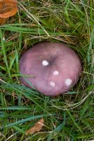 Charcoal Burner - Charbonnière, Frauentäubling, Russule charbonnière, Russula cyanoxantha. Edible wild mushroom