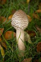 Lepiota rhacodes - Young edible parasol mushroom