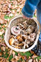 Harvest of wild mushrooms in a wicker basket including - Agaricus bitorquis - Asphalt Mushroom, Lyophyllum decastes - Fried Chicken Mushroom and Amillarea mellea - Honey Fungus 