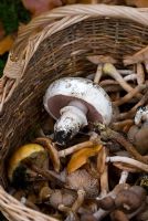 Harvested wild mushrooms in a wicker basket including Asphalt Mushroom, Fried Chicken Mushroom and Honey Fungus 