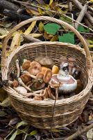 Harvest of wild mushrooms in a wicker basket including - Agaricus bitorquis - Asphalt Mushroom, Lyophyllum decastes - Fried Chicken Mushroom and Amillarea mellea - Honey Fungus