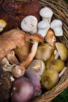 Edible wild mushroom harvest including - Beefsteak mushroom, stalked puffballs, honey fungus and hen of the wood