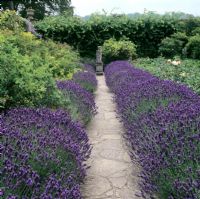 Lavender walk with Lavandula 'Hidcote', Polesden Lacey, Guildford