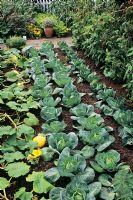 Kitchen garden with cabbages  Brassica 'Greyhound' and Brassica 'Primo'