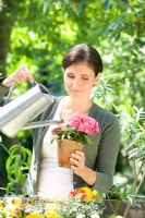 Woman watering Hydrangea in container