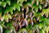 Parthenocissus quinquefolia - Virginia creeper in Autumn