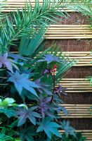 Ricinus communis with a bamboo and brushwood screen fence in the 'Hideaway' garden, RHS Hampton Court Flower Show
