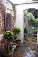 Small courtyard in an urban garden with Box lollipops and ornamental metal gate