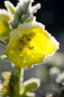 Oenoethera biennis - Frosty Evening Primrose 
