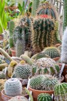 Group of cacti in greenhouse