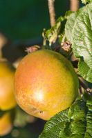 Malus domestica 'Darcy Spice' - Apples