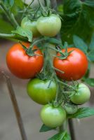 Bush tomato 'Totem' - Fruit truss with ripe tomatoes
