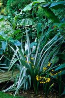 Tropical garden in August with Astelia chathamica 'Silver Spear'. Designed by Alan Titchmarsh at Barleywood, Hampshire.