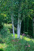 Betula utilis var jacquemontii and perennials - Designed by Alan Titchmarsh at Barleywood, Hampshire