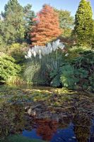 Mature trees and Pampass Grass around pool at Dorothy Clive Garden, Staffordshire NGS 