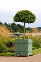 Prunus lusitanica pruned into mophead topiary, in Versailles planter in The Italian Gardens at Trentham, in August, designed by Tom Stuart Smith.