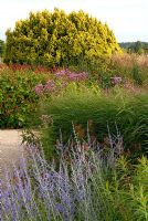 Mixed perennials and ornamental grasses including Perovskia, Persicaria amplexicaulis 'Firedance' and Taxus - The Italian Gardens at Trentham
