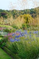 Mixed perennials and ornamental grasses including Stipa gigantea, Agapanthus 'Headbourne Hybrids' - The Italian Gardens at Trentham