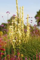 Verbascum 'Spica' and Verbena bonariensis - The Italian Gardens at Trentham
