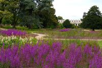 Lythrum virgatum in the newly planted Floral Prairies and Natural Meadow, designed by Piet Oudolf at Trentham Gardens