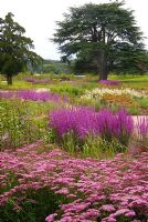 New planting of mixed perennials and grasses including Achillea 'Summerwine', Lythrum virgatum and Astilbe in the Floral Prairies and Natural Meadow, designed by Piet Oudolf at Trentham Gardens