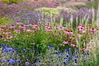 Mixed perennials including Echinops ritro 'Veitch's Blue', Echinacea 'Magnus', Veronicastrum virginicum 'Lavendelturm', Verbena bonariensis - The Italian Garden at Trentham, designed by Tom Stuart-Smith