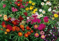 Long lasting summer colour with strawflowers - Helichrysum 'Bright Bikini' and annual phlox - Phlox drummondii 'Tapestry'