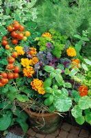 Wire potato harvesting basket lined with hay and planted with herbs, salad vegetables, Nasturtium and whitefly deterring French Marigolds - Tomato 'Tumbler', sweet basil, Tropaeolum majus 'Alaska Mixed', Kale 'Red Chidori' and parsley